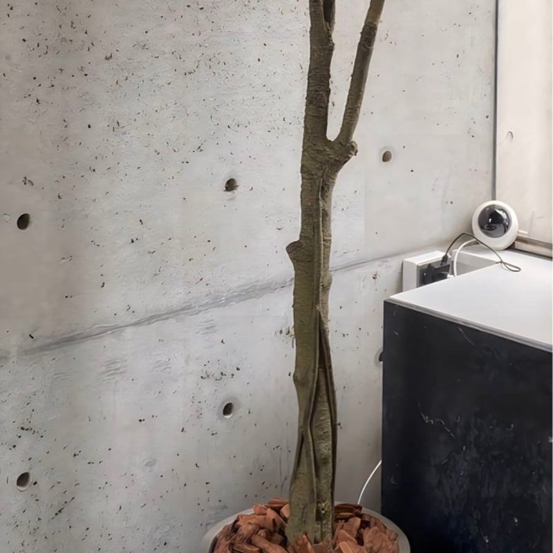 光触媒 人工観葉植物 ウォールグリーン フェイクグリーン ベンジャミン