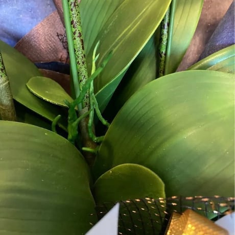 光触媒　人工観葉植物　ウォールグリーン　フェイクグリーン　リアル胡蝶蘭77