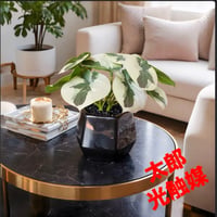 光触媒　人工観葉植物　ウォールグリーン　フェイクグリーン　モンステラ1617a