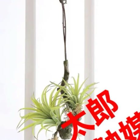 光触媒　人工観葉植物　ウォールグリーン　フェイクグリーン　エアープランツw'tp
