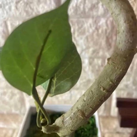 光触媒　人工観葉植物　ウォールグリーン　フェイクグリーン　ガジュマル40