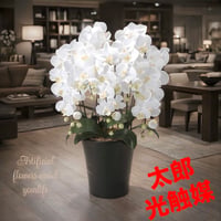 光触媒　人工観葉植物　フェイクグリーン　ウォールグリーン　クイーン胡蝶蘭5本立Ｗ