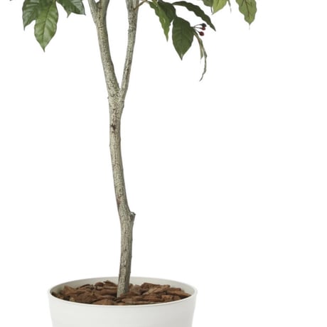 光触媒　人工観葉植物　ウォールグリーン　フェイクグリーン　コーヒーツリー180