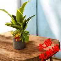 光触媒 人工観葉植物 ウォールグリーン フェイクグリーン 壁面緑化