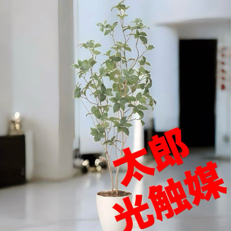 光触媒　人工観葉植物　ウォールグリーン　フェイクグリーン　サラサドウダン1.6