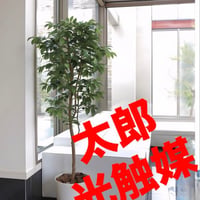 光触媒　人工観葉植物　フェイクグリーン　アルデシア(万両) 高さ 1.6m