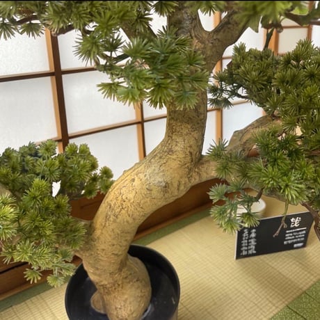 光触媒　人工観葉植物　ウォールグリーン　フェイクグリーン　盆栽8675