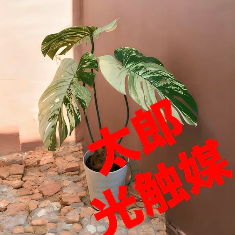 光触媒 人工観葉植物 ウォールグリーン フェイクグリーン 斑入り 