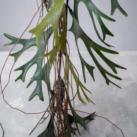 光触媒　人工観葉植物　ウォールグリーン　フェイクグリーン　吊り下げコウモリラン