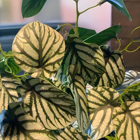 光触媒　人工観葉植物　ウォールグリーン　フェイクグリーン　スイカぺぺ3237