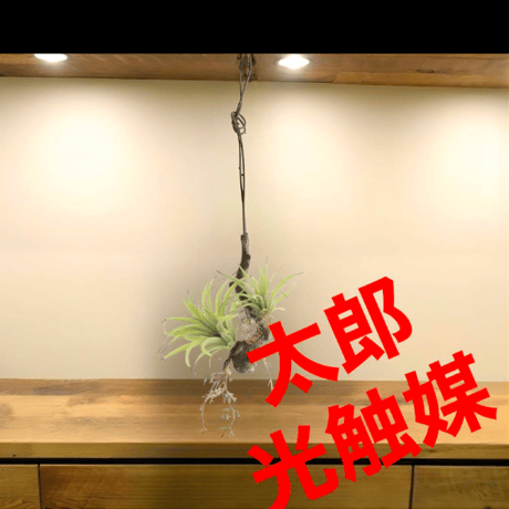 光触媒　人工観葉植物　ウォールグリーン　フェイクグリーン　エアープランツw'tp