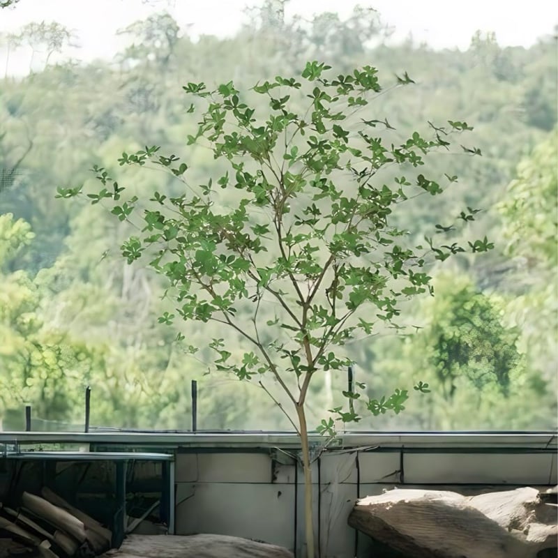 光触媒　人工観葉植物　ウ　フェイクグリーン　ドウダンツツジ200FST 光触媒 人工観葉植物 ウォールグリーン フェイクグリーン