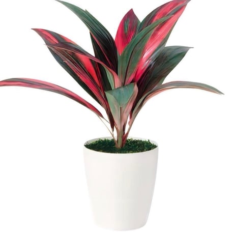 光触媒　人工観葉植物　ウォールグリーン　フェイクグリーン　レインボーテルミナリス