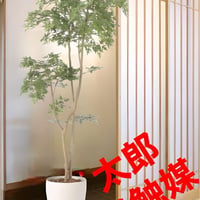 光触媒　人工観葉植物　ウォールグリーン　フェイクグリーン　タイワンモミジ1.3