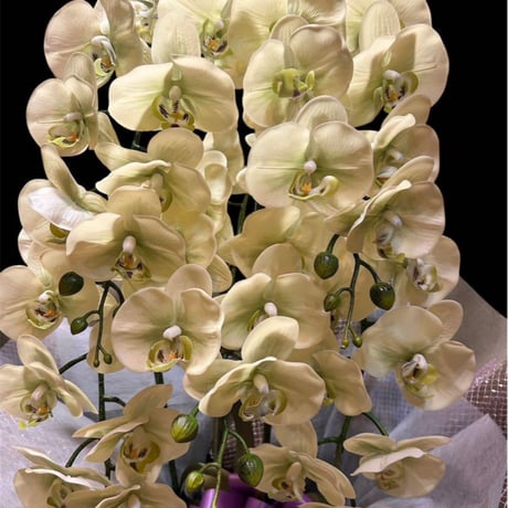 光触媒　人工観葉植物　ウォールグリーン　フェイクグリーン　リアル胡蝶蘭8755
