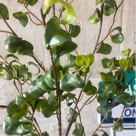 光触媒　人工観葉植物　ウォールグリーン　フェイクグリーン　ベンジャミンバロック88