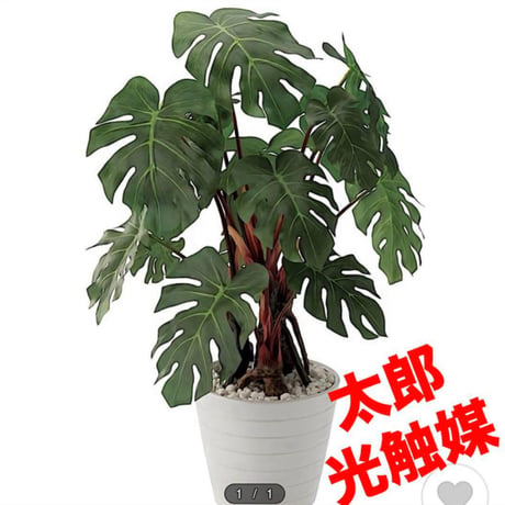 光触媒　人工観葉植物　ウォールグリーン　フェイクグリーン　モンステラ5