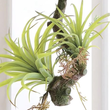 光触媒　人工観葉植物　ウォールグリーン　フェイクグリーン　エアープランツw'tp