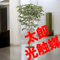 光触媒　人工観葉植物　ウォールグリーン　フェイクグリーン　デラックスアルデシア