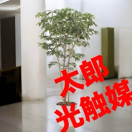 STORES 観葉植物の検索結果