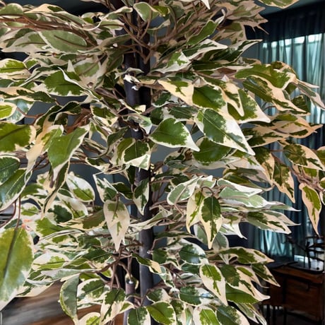 光触媒　人工観葉植物　ウォールグリーン　フェイクグリーン　斑入りベンジャミン12