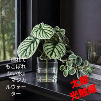 光触媒　人工観葉植物　ウォールグリーン　フェイクグリーン　マジカルウォーター1722