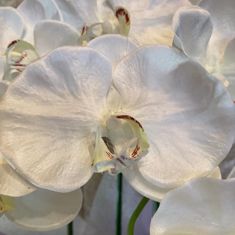 光触媒　人工観葉植物　ウォールグリーン　フェイクグリーン　胡蝶蘭8650