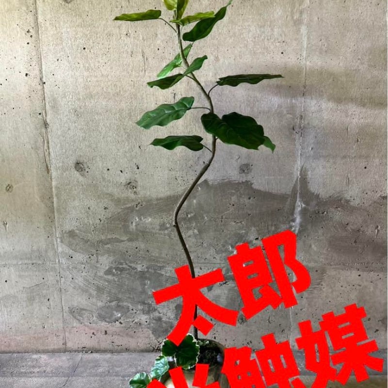 光触媒 人工観葉植物 ウォールグリーン フェイクグリーン 