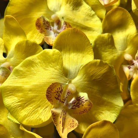 光触媒　人工観葉植物　ウォールグリーン　フェイクグリーン　胡蝶蘭黄色112