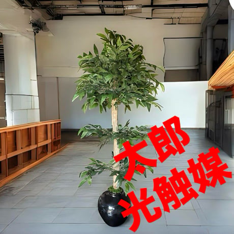 光触媒　人工観葉植物　ウォールグリーン　フェイクグリーン　イタリアンベンジャミン13055
