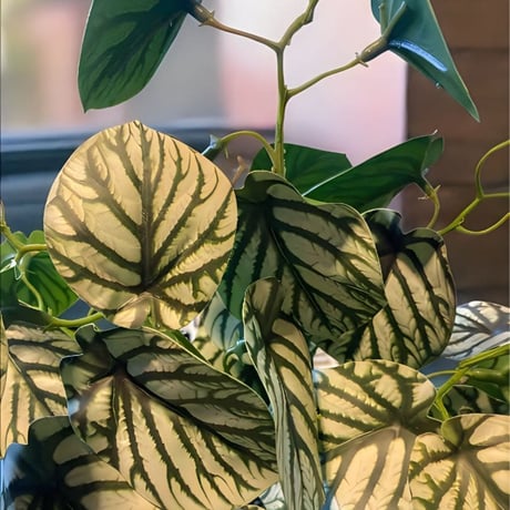 光触媒　人工観葉植物　ウォールグリーン　フェイクグリーン　スイカぺぺ3237