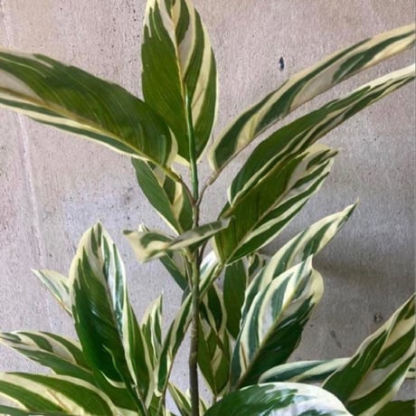 光触媒　人工観葉植物　ウォールグリーン　フェイクグリーン　クテナンテ陶器
