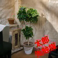 光触媒 人工観葉植物 ウォールグリーン フェイクグリーン スリム