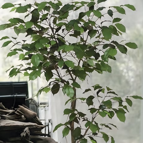 光触媒　人工観葉植物　ウォールグリーン　フェイクグリーン　ベンジャミン120FST
