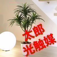 光触媒 人工観葉植物 ウォールグリーン フェイクグリーン