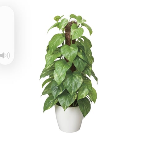 光触媒　人工観葉植物　ウォールグリーン　フェイクグリーン　フレッシュポールポトス