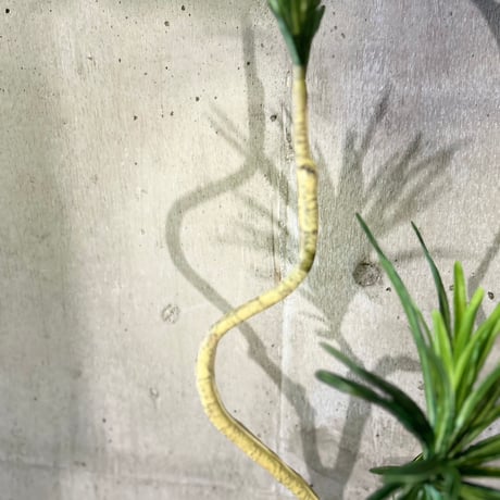 光触媒　人工観葉植物　ウォールグリーン　フェイクグリーン　コンシンネ13280