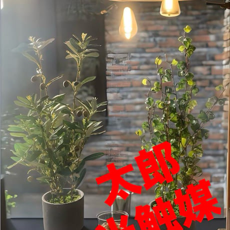 光触媒　人工観葉植物　ウォールグリーン　フェイクグリーン　オリーブとバロック58