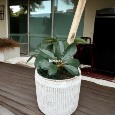 光触媒　人工観葉植物　ウォールグリーン　フェイクグリーン　カポック10350