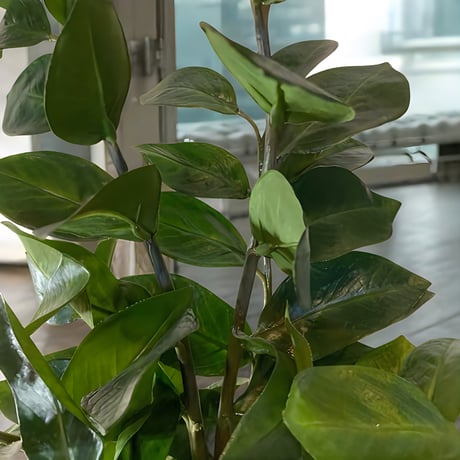 光触媒　人工観葉植物　ウォールグリーン　フェイクグリーン　ザミフォリアH