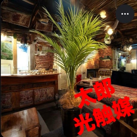 光触媒　人工観葉植物　ウォールグリーン　フェイクグリーン　アレカヤシmwtj