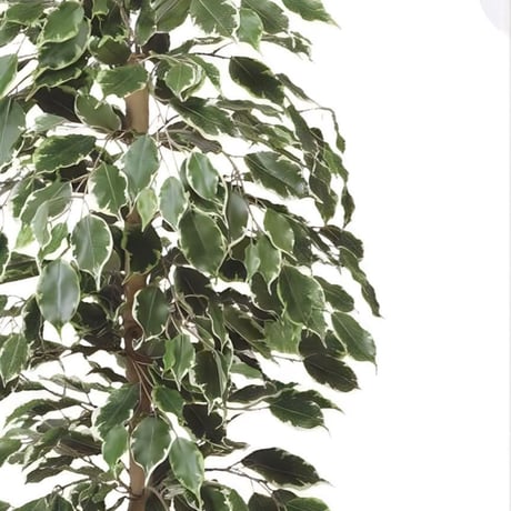 光触媒　人工観葉植物　ウォールグリーン　フェイクグリーン　ゴールデンフィカス1.0