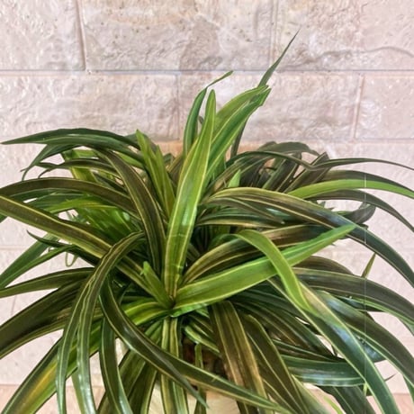 光触媒　人工観葉植物　ウォールグリーン　フェイクグリーン　オリヅルランg