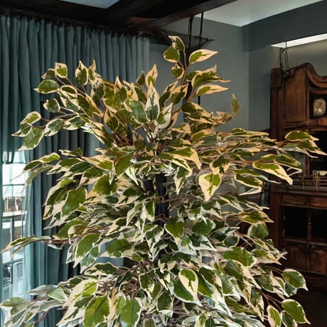 光触媒　人工観葉植物　ウォールグリーン　フェイクグリーン　斑入りベンジャミン12