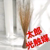 光触媒　人工観葉植物　フェイクグリーン　スリムフレッシュパーム1.55 光触媒 人工観葉植物 フェイクグリーン スリムフレッシュパーム