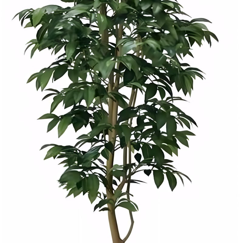 光触媒　人工観葉植物　フェイクグリーン　アルデシア(万両) 90cm 光触媒 光の楽園 アルデシア(万両) 高さ 1.6m 【インテリア フェイク