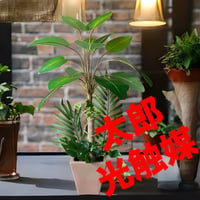 光触媒 人工観葉植物 ウォールグリーン フェイクグリーン 光触媒 人工観葉植物 ウォールグリーン フェイクグリーン