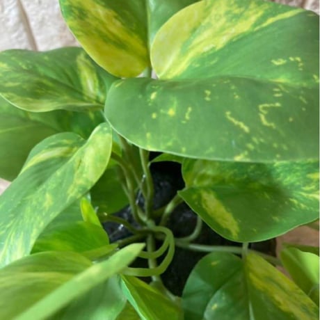 光触媒　人工観葉植物　ウォールグリーン　フェイクグリーン　ライムポトス花器付