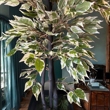 光触媒　人工観葉植物　ウォールグリーン　フェイクグリーン　斑入りベンジャミン12