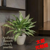 光触媒　人工観葉植物　ウォールグリーン　フェイクグリーン　アグラオネマ